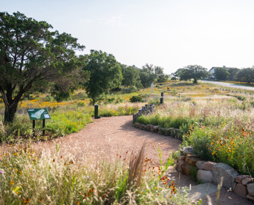 BorjaVisuals_Twistleaf_Horseshoe-Bay-Nature-Park_May-2023_DSC_4307-1-495x400