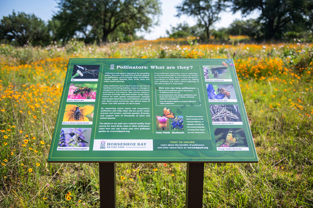 BorjaVisuals_Twistleaf_Horseshoe-Bay-Nature-Park_May-2023_DSC_4630-1030x687