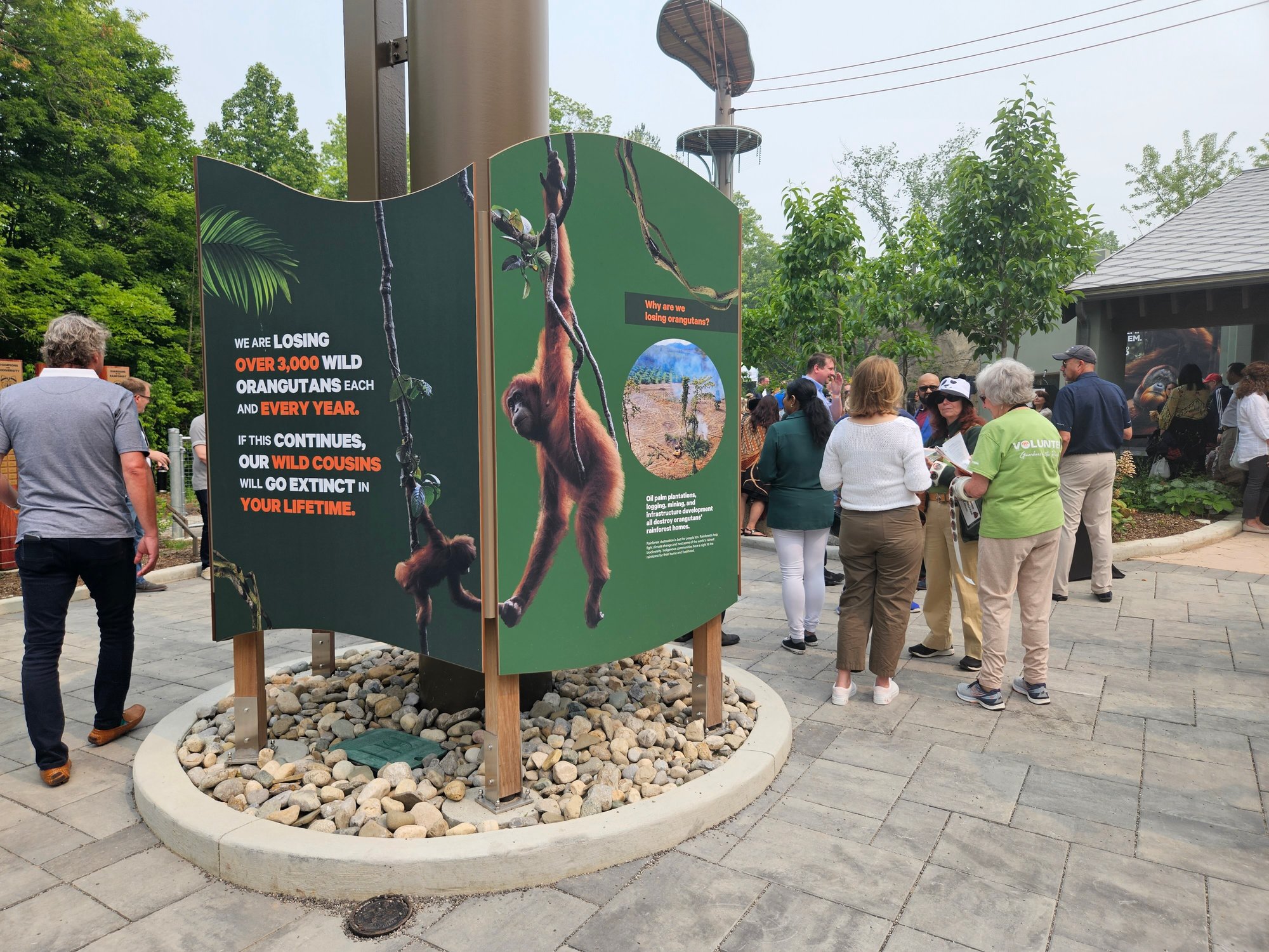 Orangutans