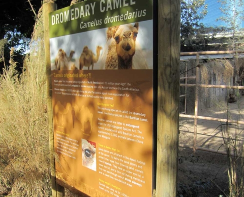 Zoo Camel Information Graphic Sign