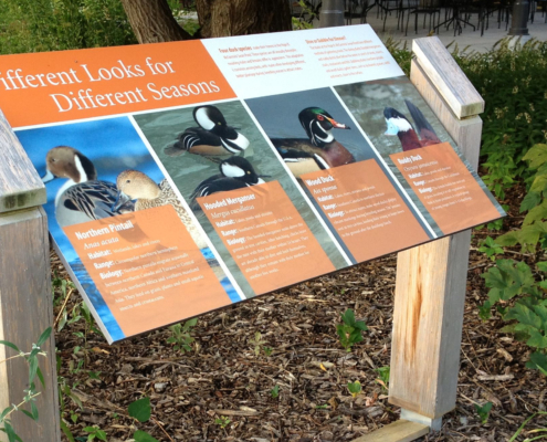 animal identity sign featuring the different feather patterns of Ducks