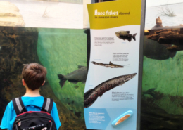 Boy with pack viewing fish in aquarium with large colorful interpretive sign