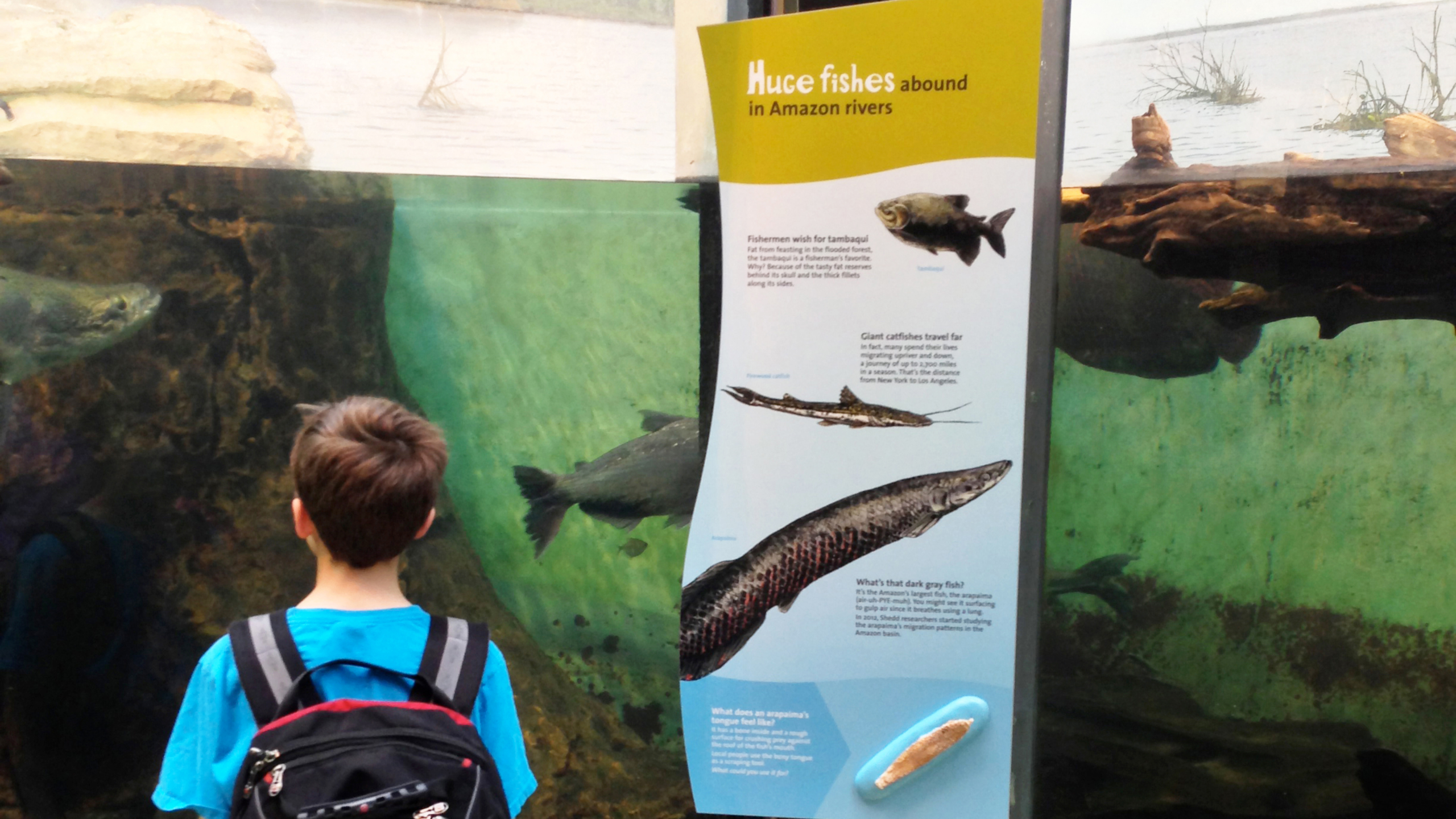 Shedd Aquarium –  Exhibit - iZone Imaging