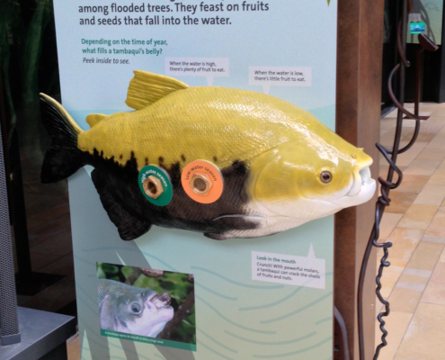Large exhibit panel with life size fish replica attached
